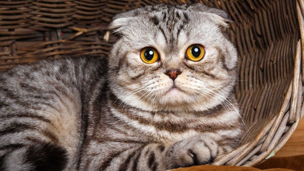 Шотландский вислоухий кот скоттиш фолд