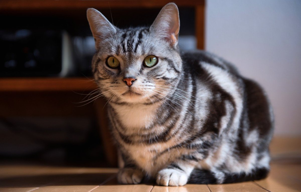 Британская кошка короткошерстная полосатая серая