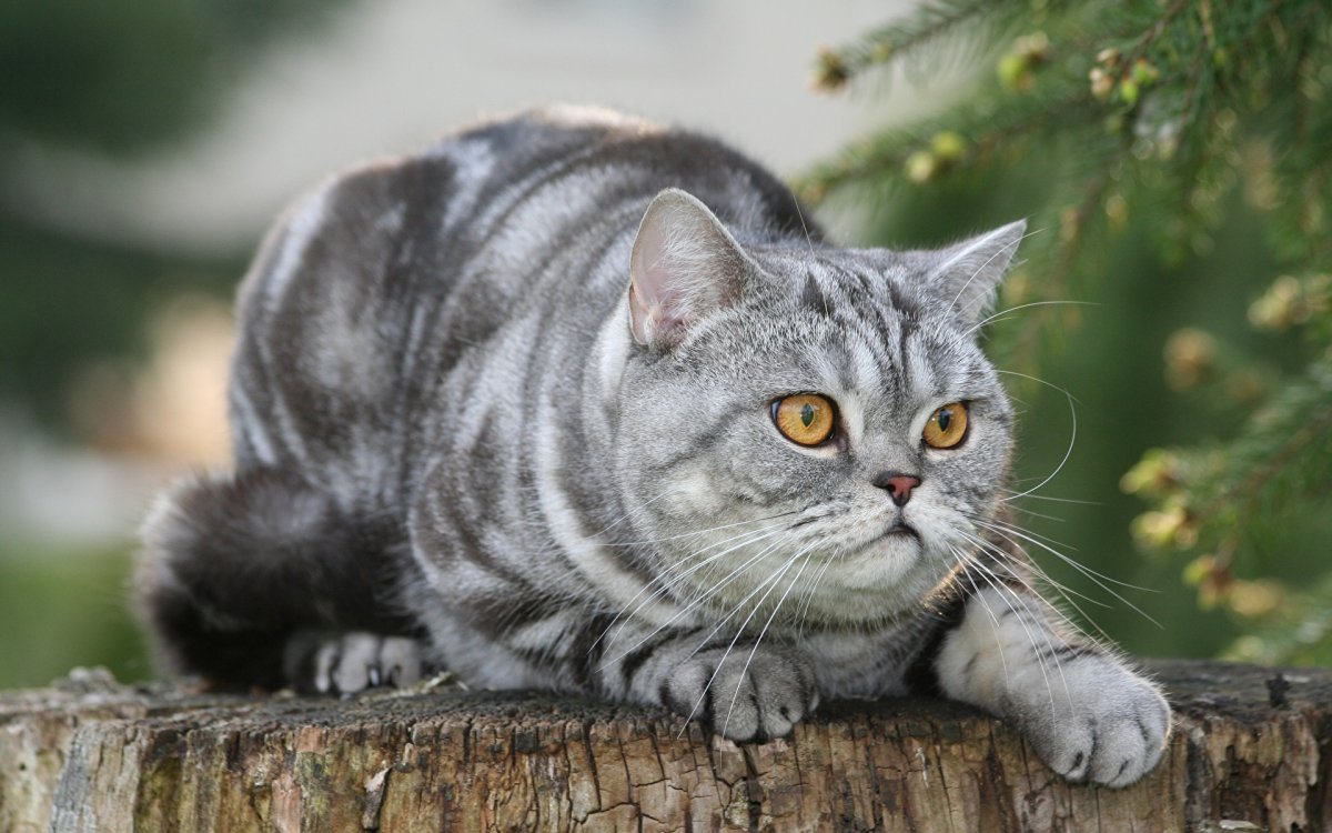 Британский короткошерстный кот серый