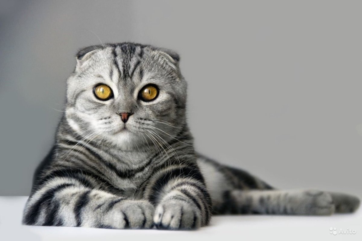 Шотландская вислоухая кошка полосатая