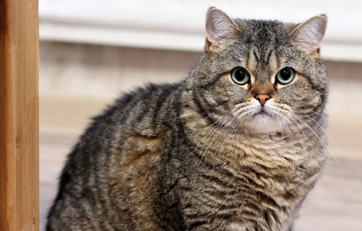 Британская кошка короткошерстная полосатая