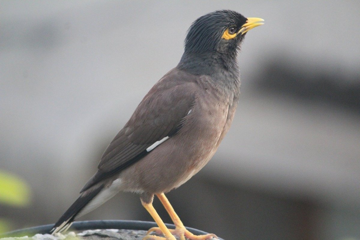 Майна (Acridotheres tristis)