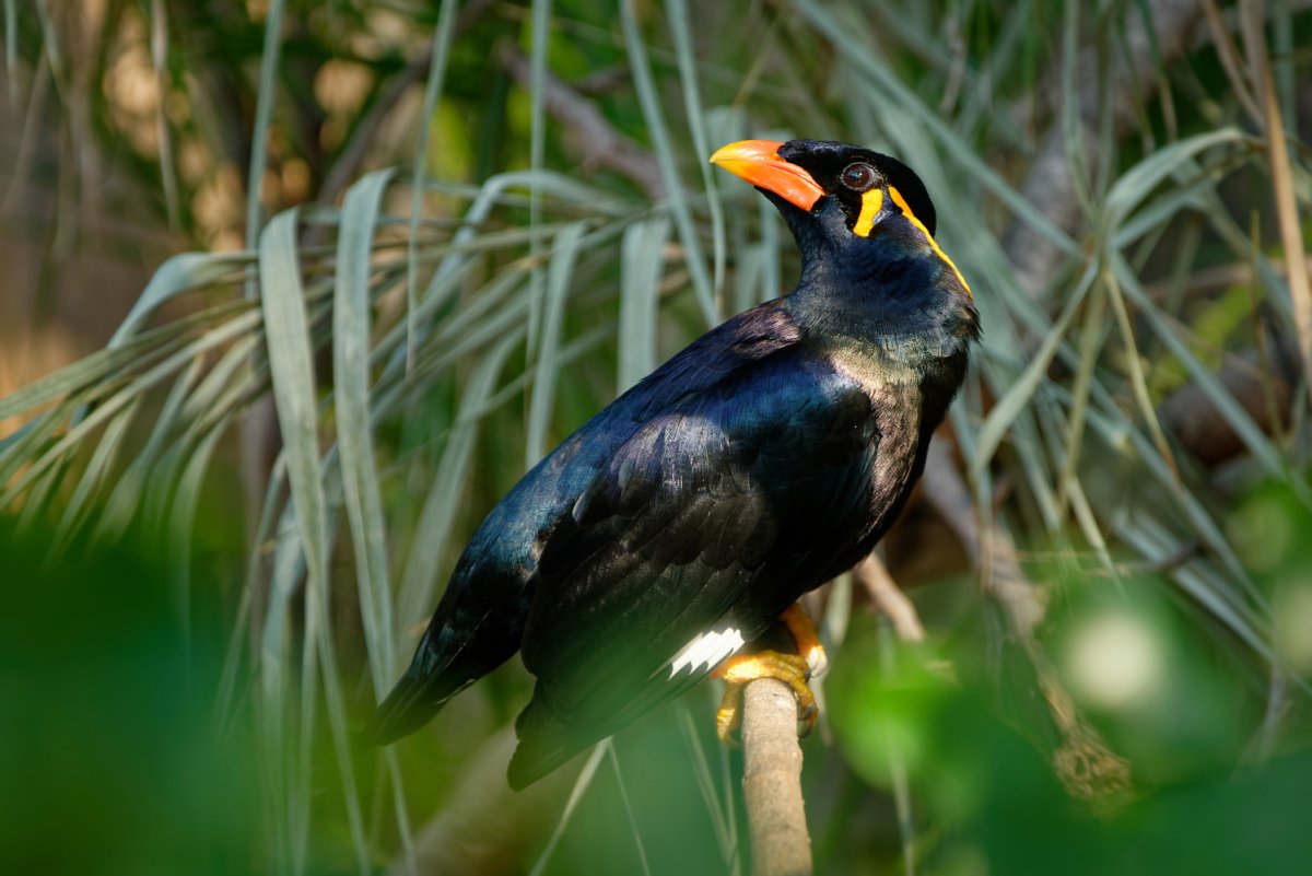 Mynah Bird