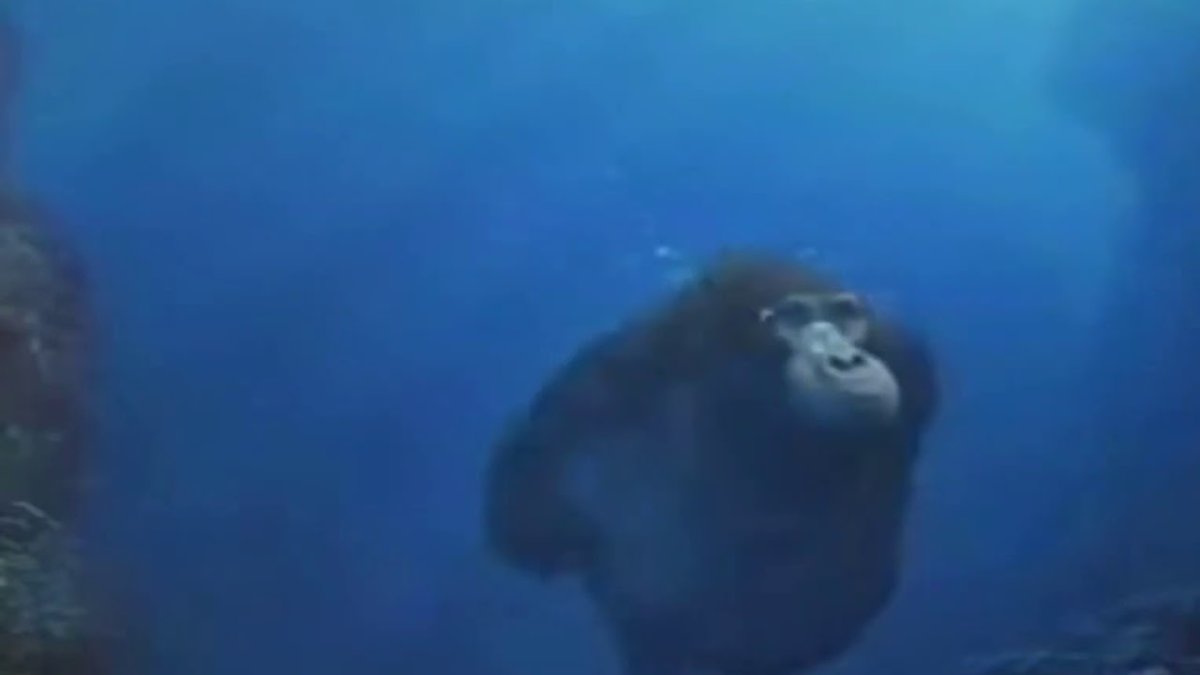 Обезьяна в воде