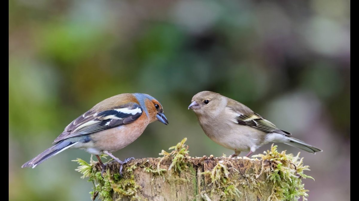 Зяблик птица самец и самка
