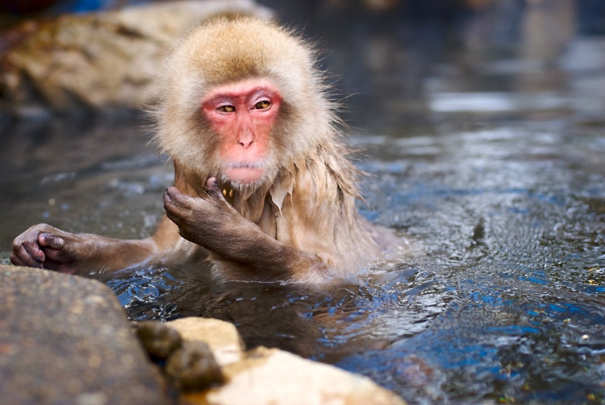Обезьянка в воде