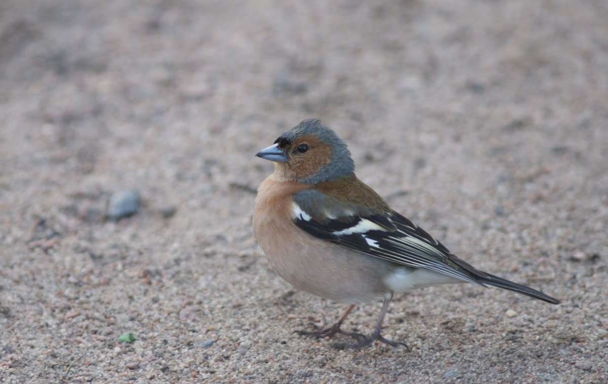 Зяблик самка и самец