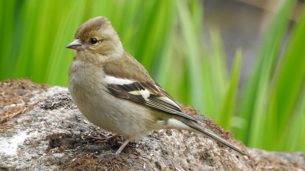 Хохлатый Зяблик