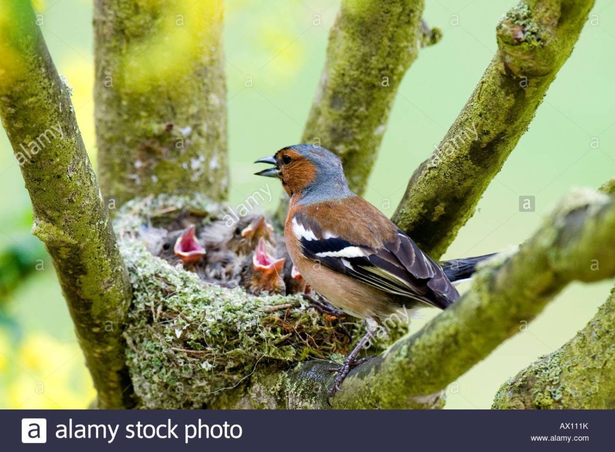 Гнездо зяблика