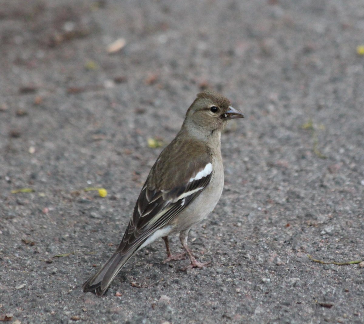 Зяблик самец