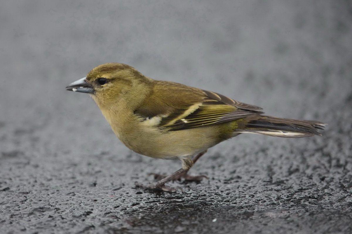 Зяблик самка