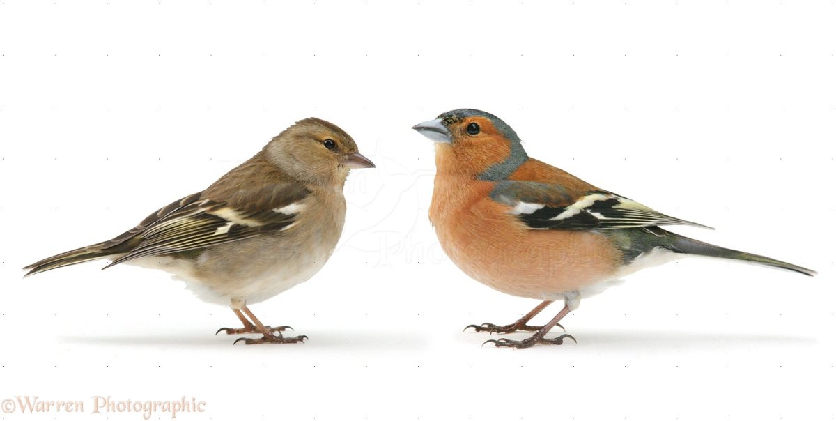 Зяблик птица самец и самка