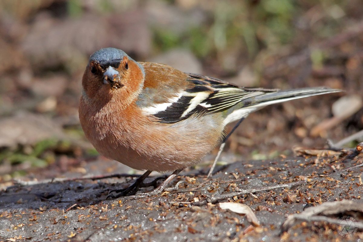 Птица Зяблик самка