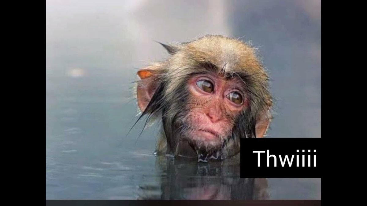 Мокрая обезьяна