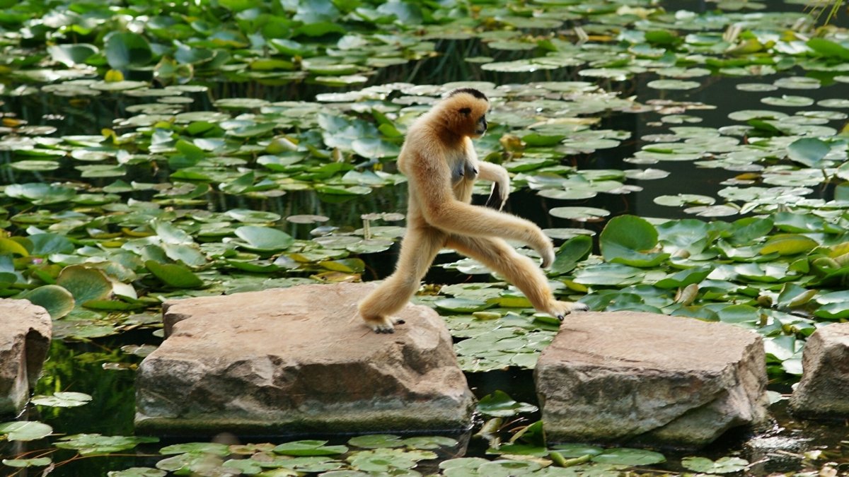 Обезьяна на рабочий стол