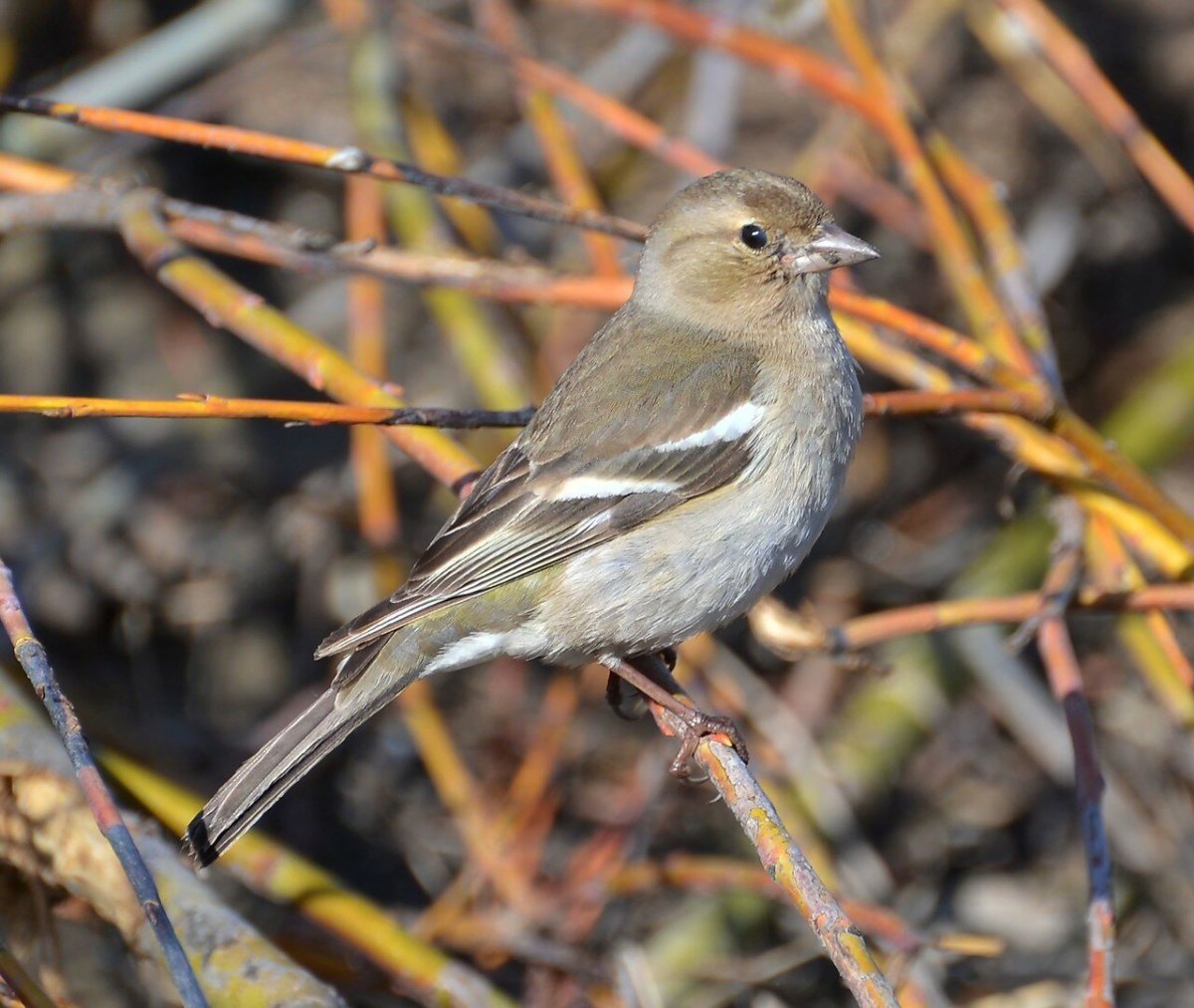 Зяблик самка и самец