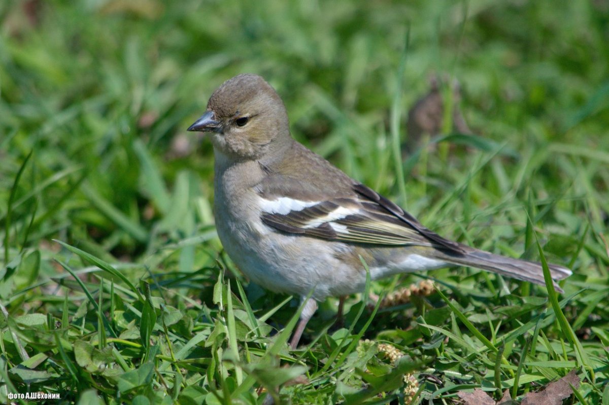 Зяблик самка