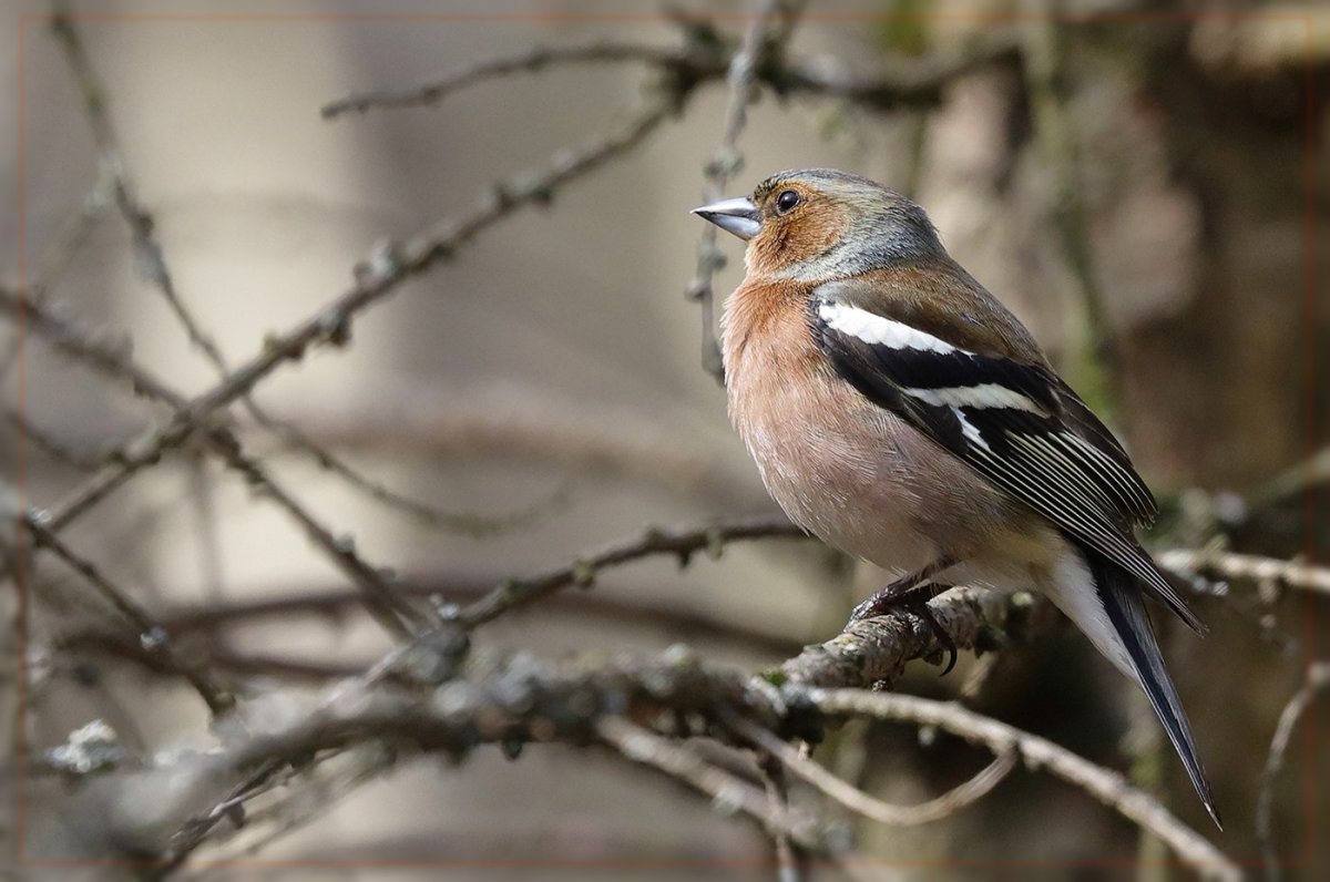 Обыкновенный Зяблик