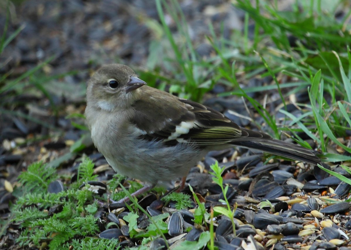 Зяблик Красноярский край