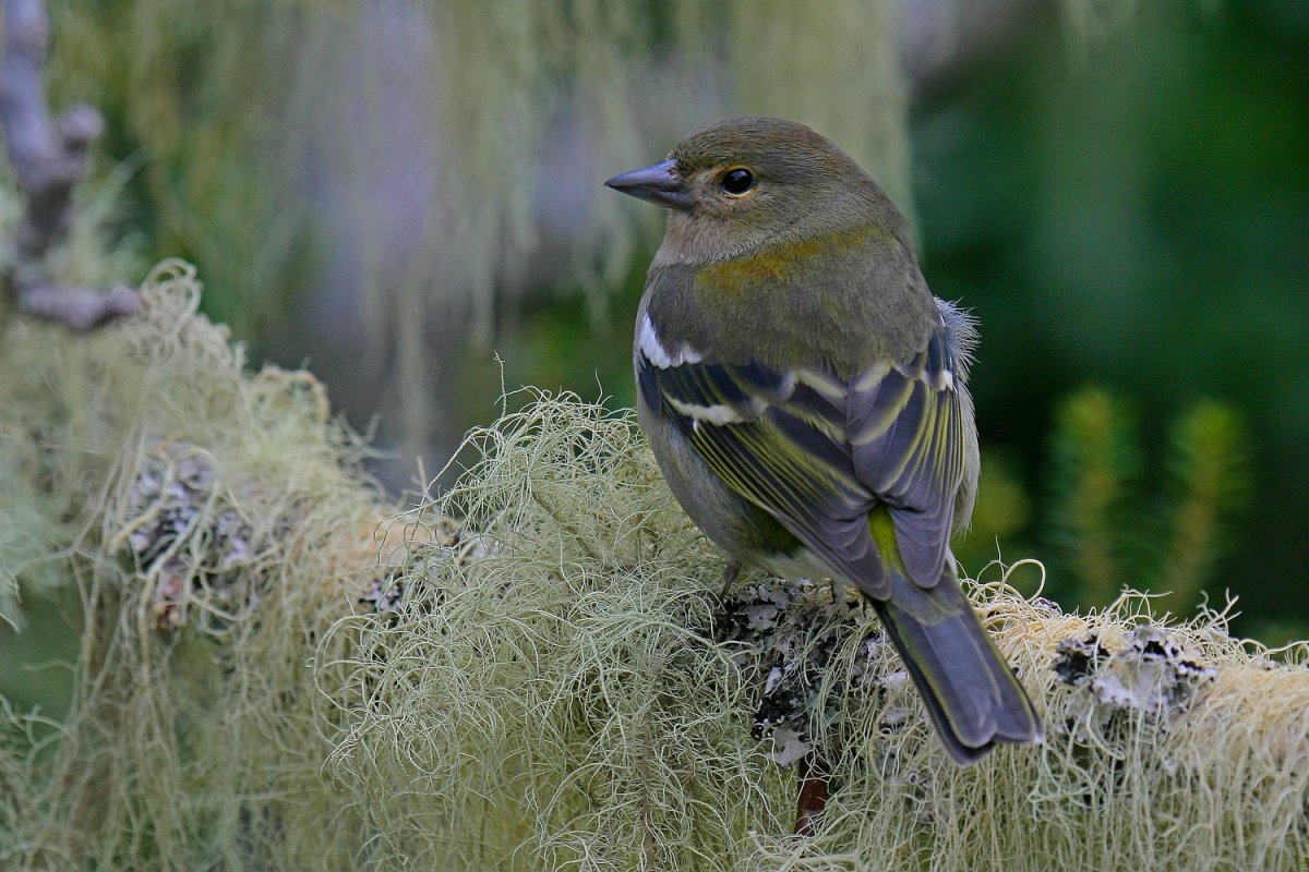 Птица Зяблик самка