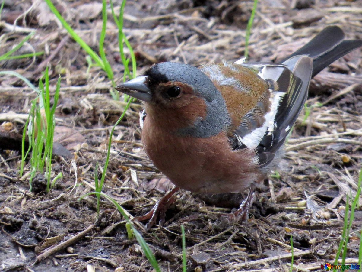 Птица Зяблик самка