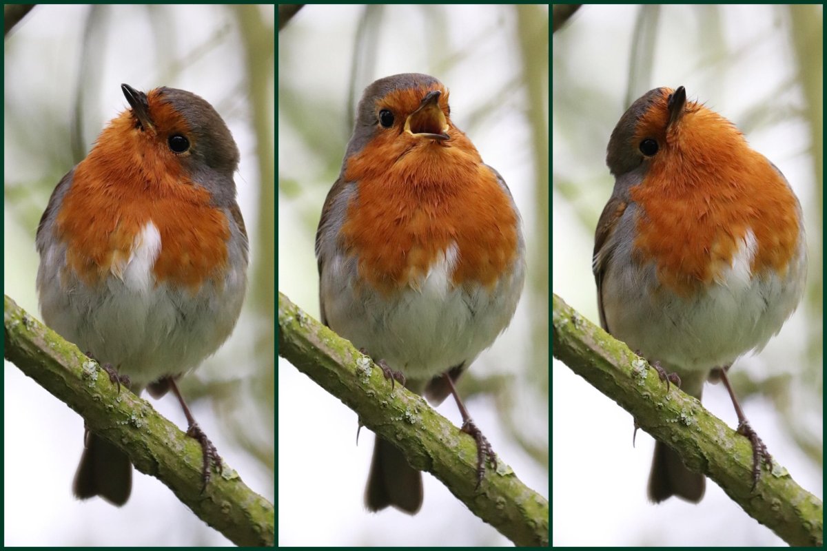 Зарянка самец и самка