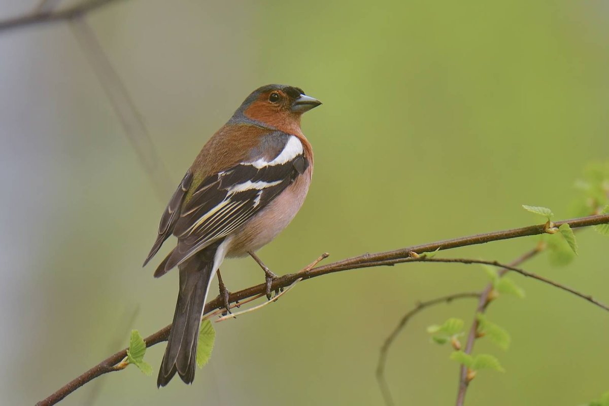Зяблик (fringilla COELEBS)