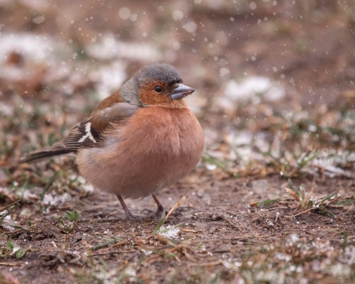 Робот-Зяблик