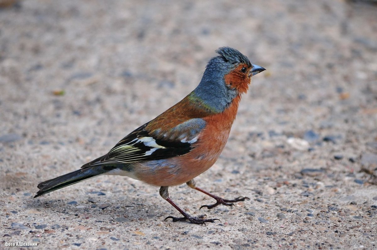 Зяблик самка и самец