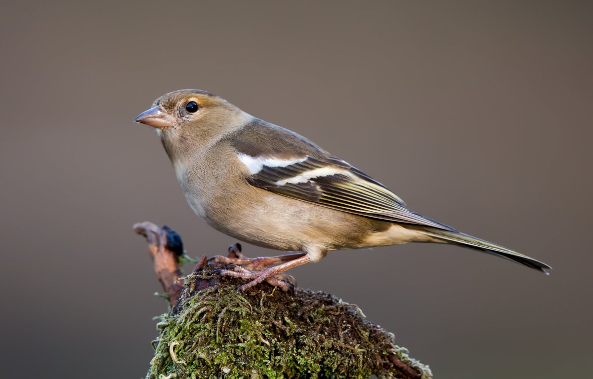 Обыкновенный Зяблик