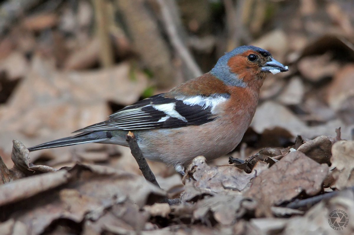 Зяблик Финч