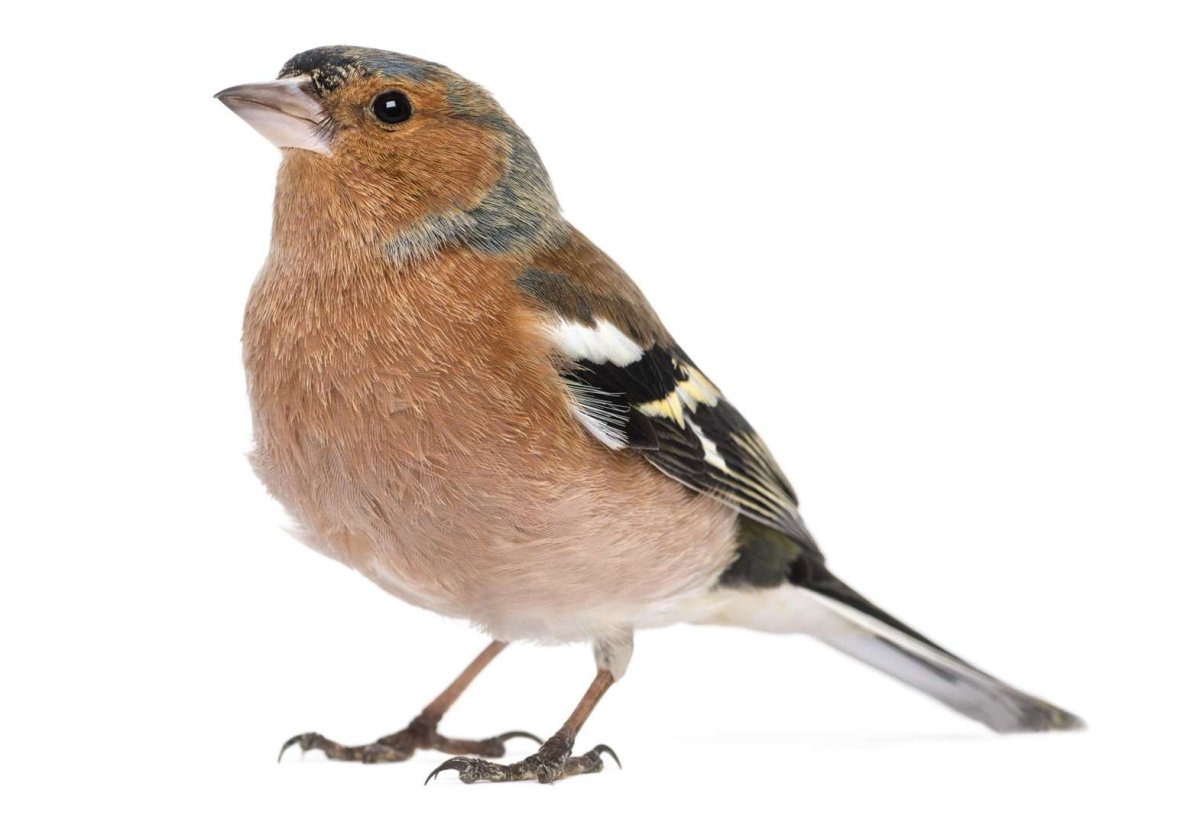 Юрок на белом фоне