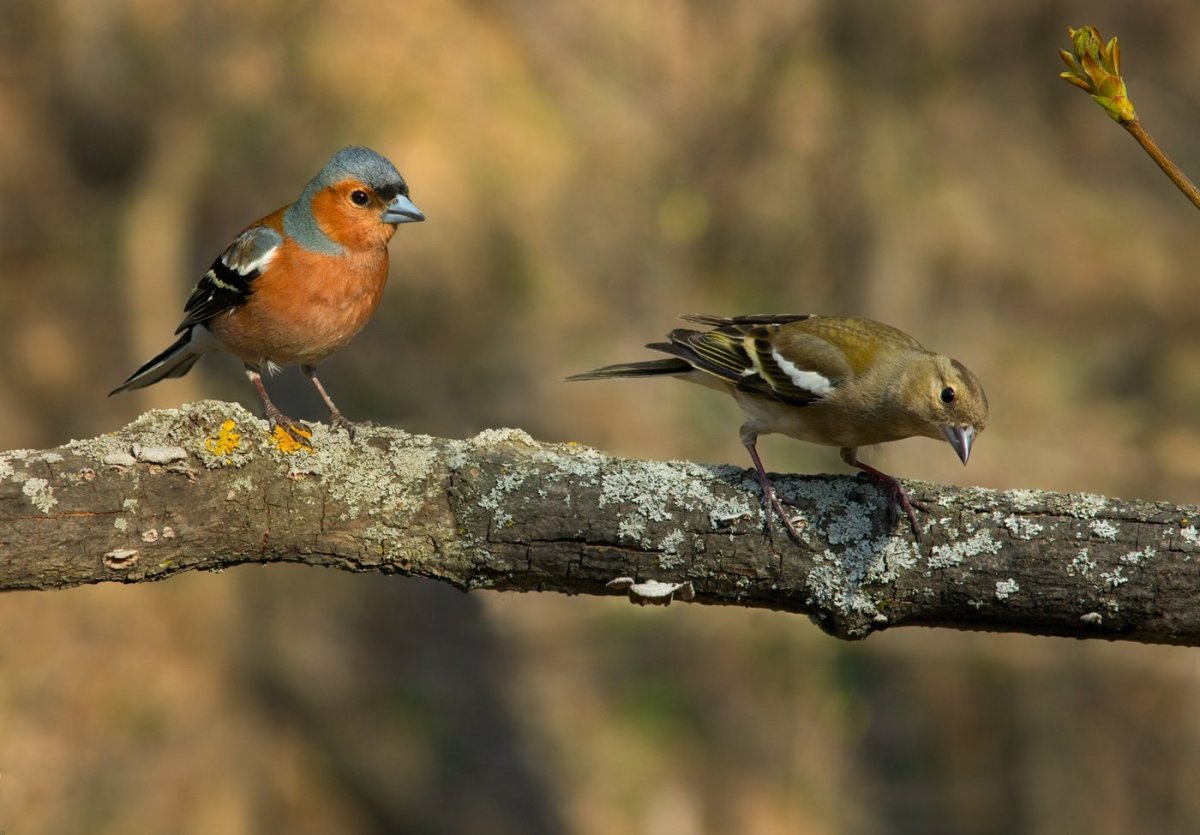 Обыкновенный Зяблик самка