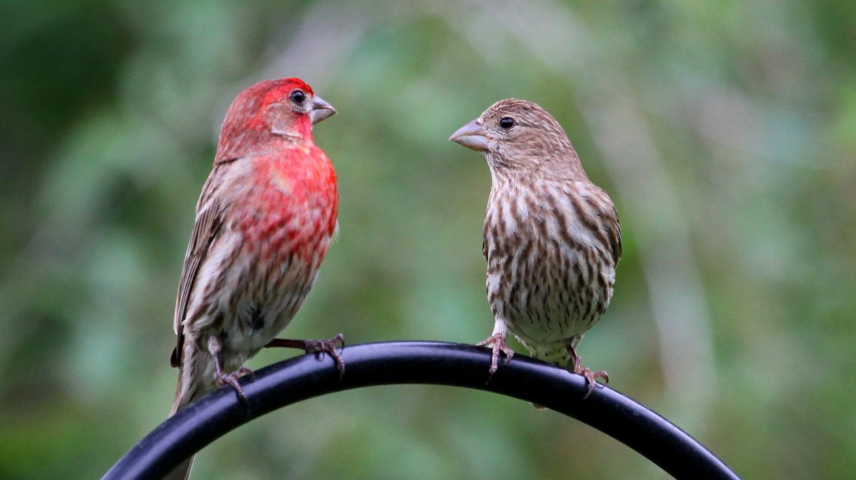 House Finch птица