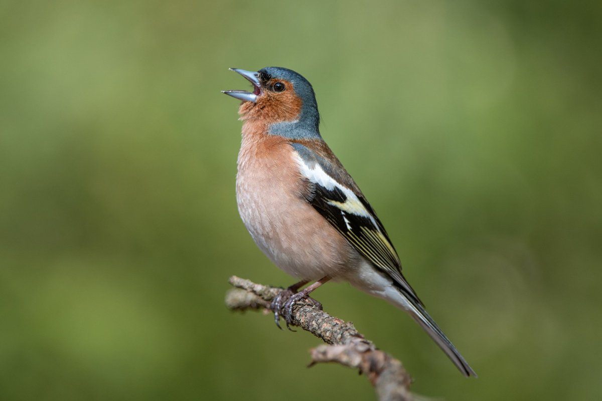 Зяблик в полете