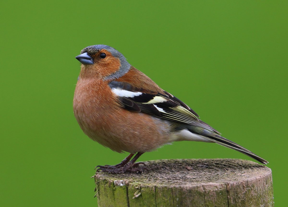 Гирканский Зяблик