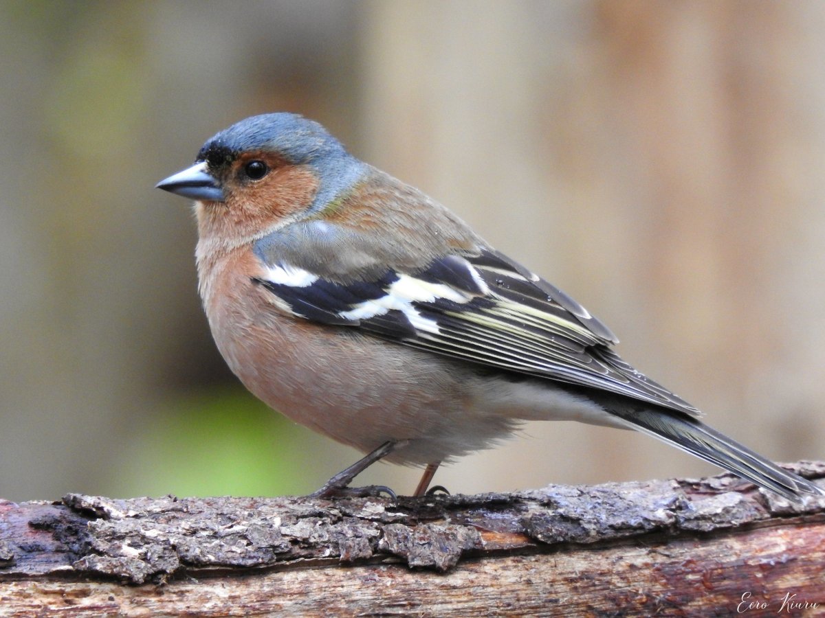 Обыкновенный Зяблик