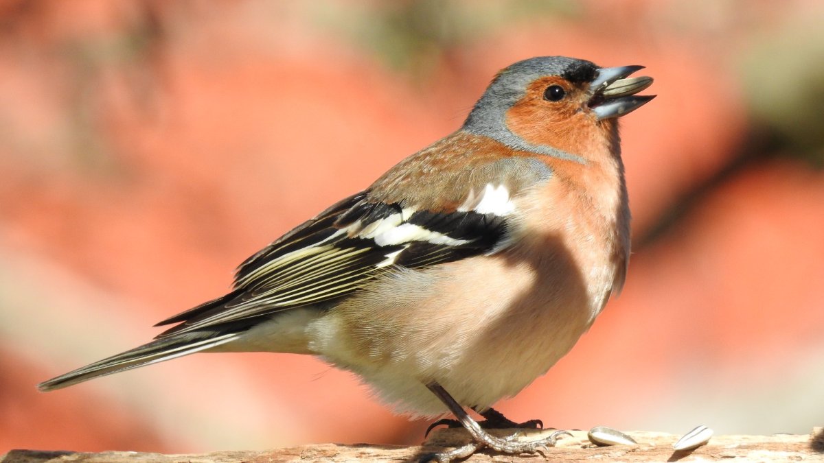 Зяблик самка и самец