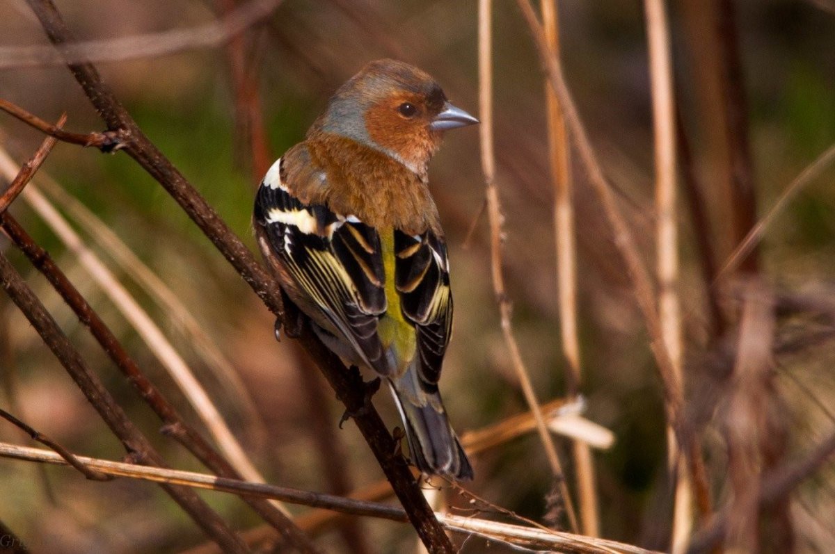 Зяблик самка птенец