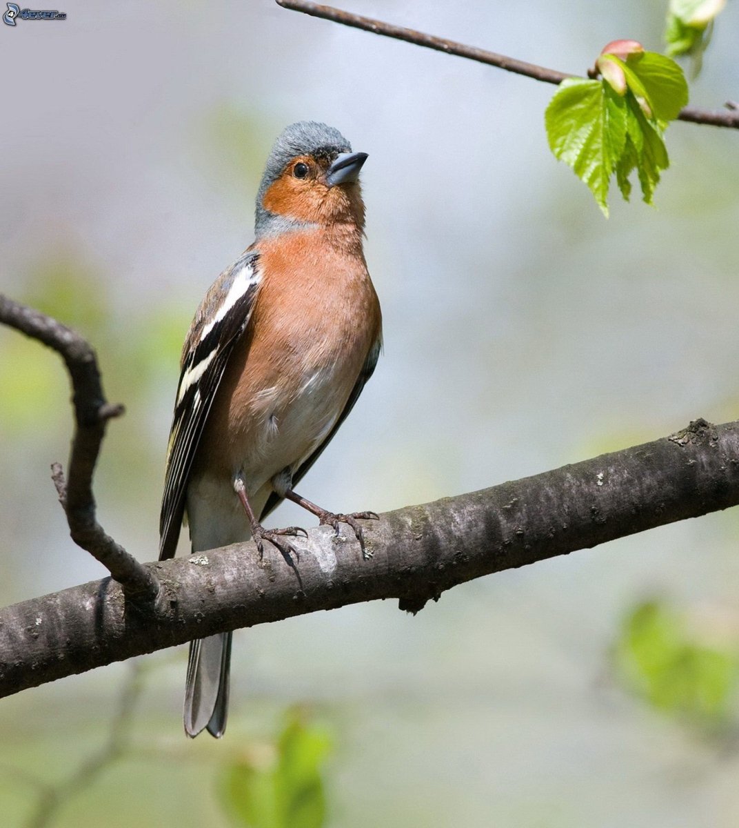 Обыкновенный Зяблик