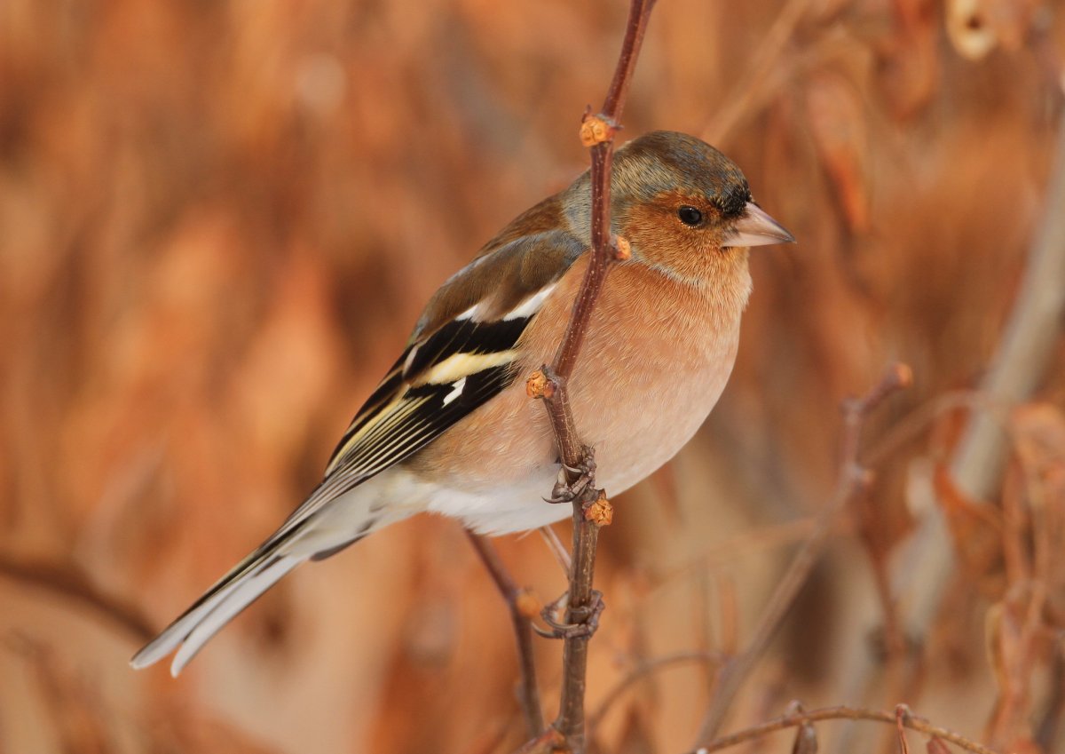 Тенерифе Зяблик