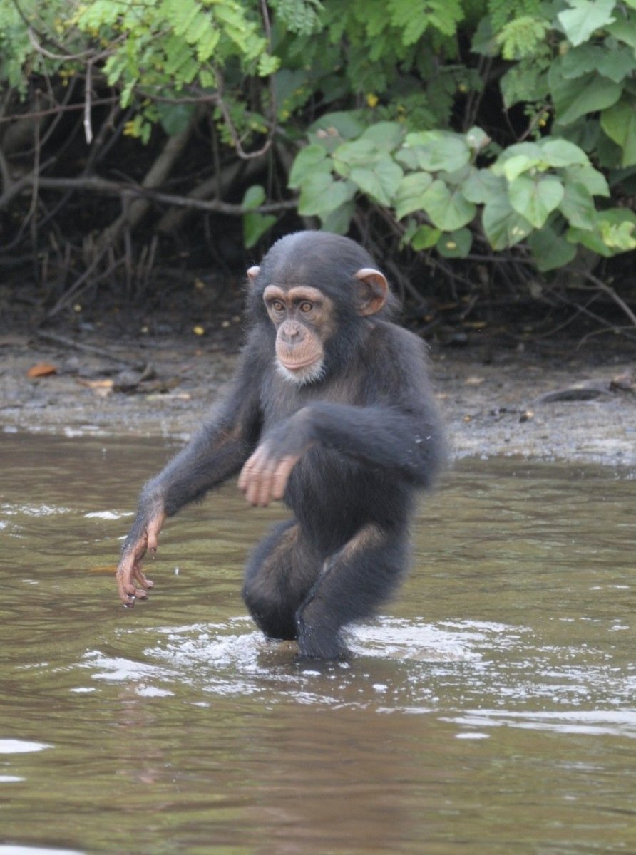 Черная водяная обезьяна 1992