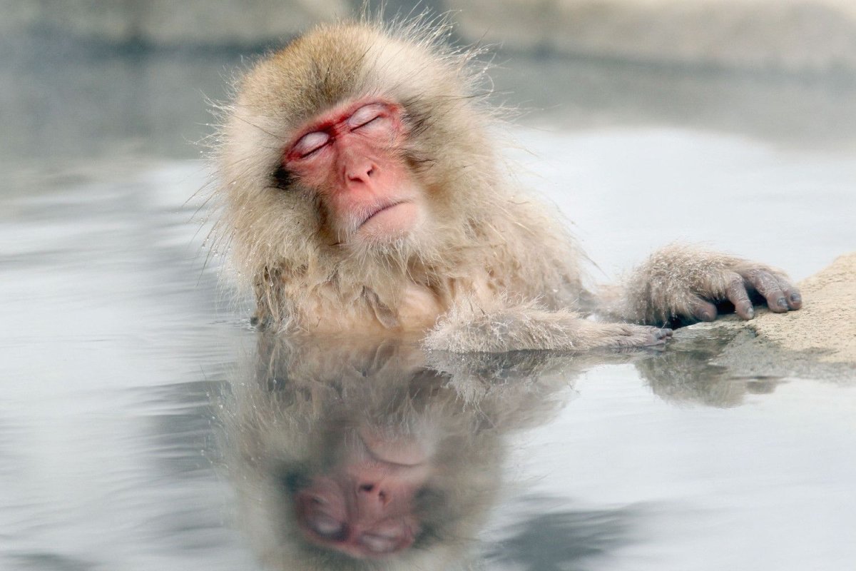 Долина обезьян Джигокудани