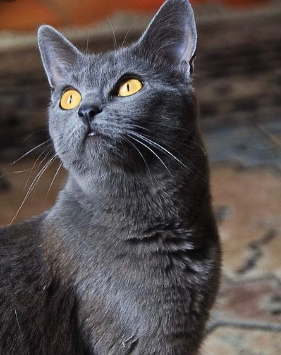 Сибирский голубая кошка короткошерстная