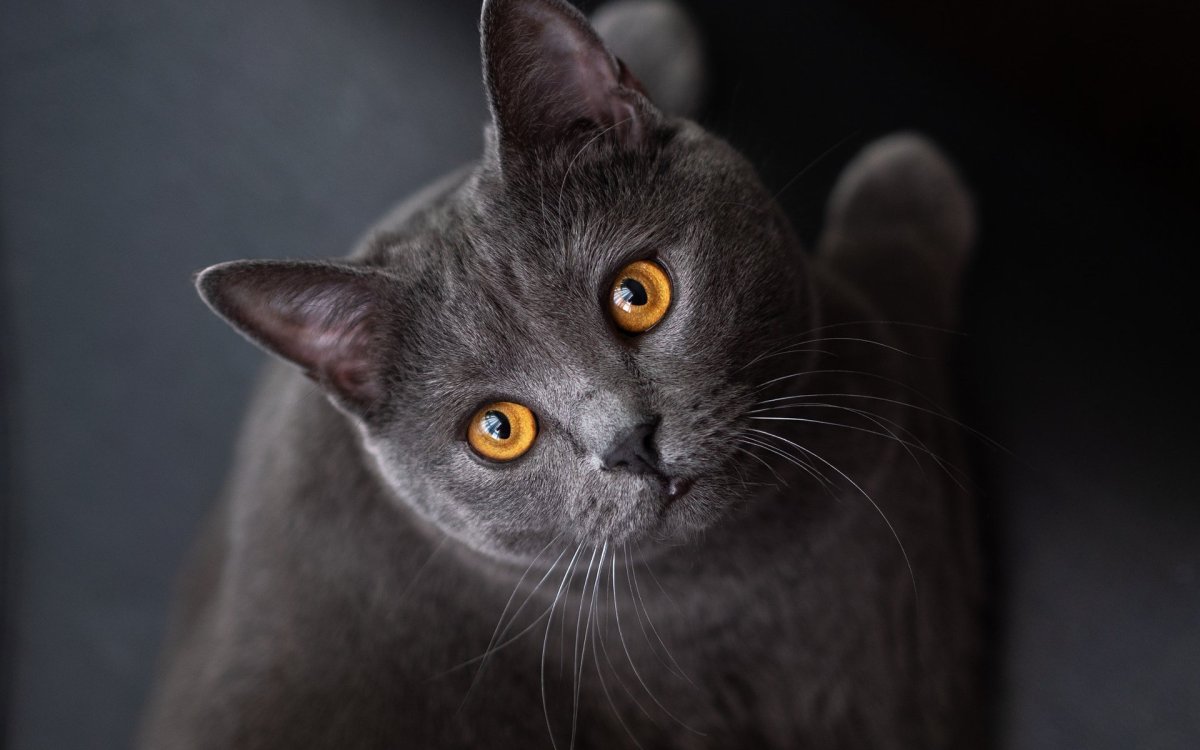 Корат шартрез Картезианская кошка