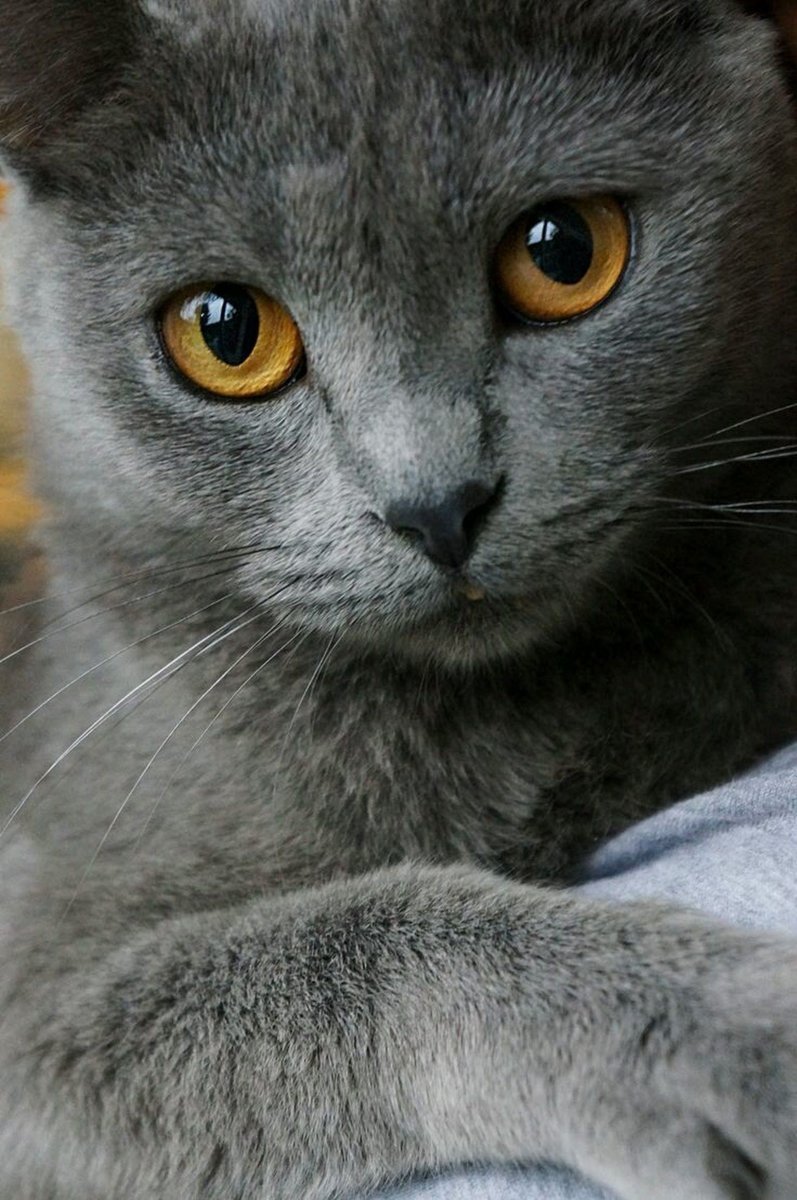 Картезианская кошка британец