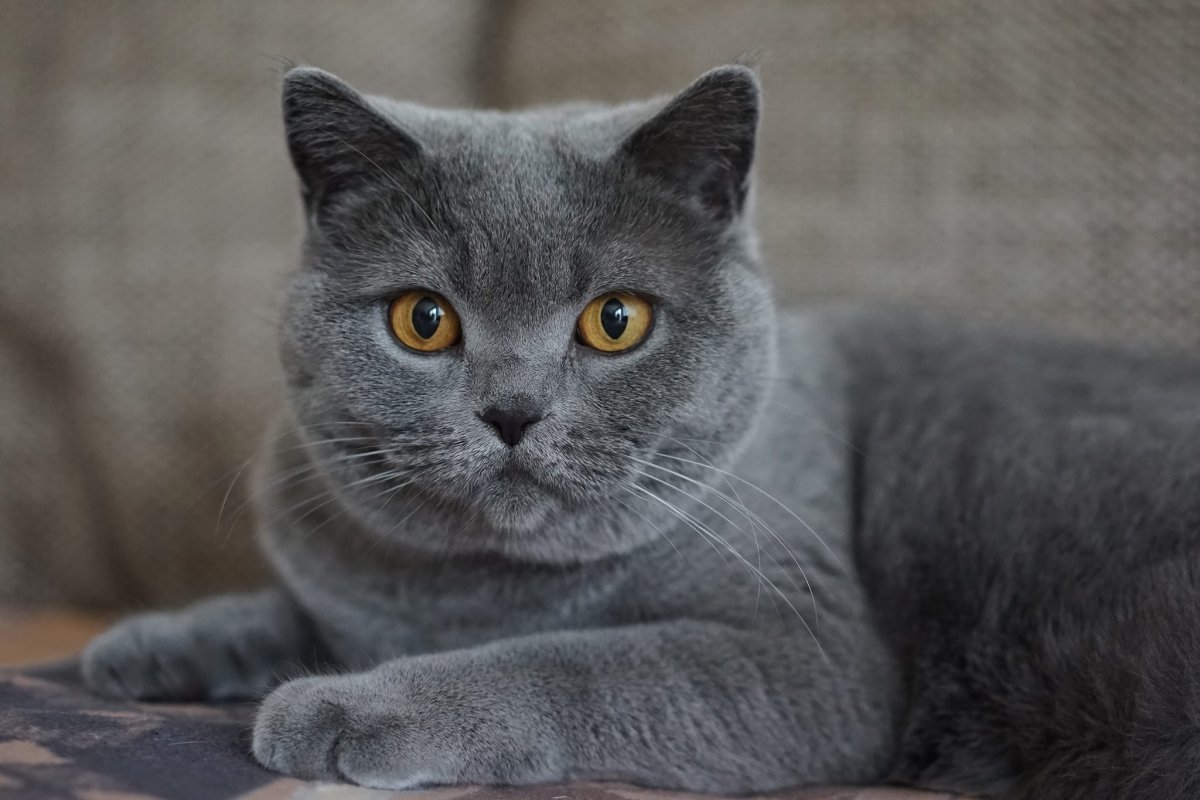 Картезианская кошка шартрез