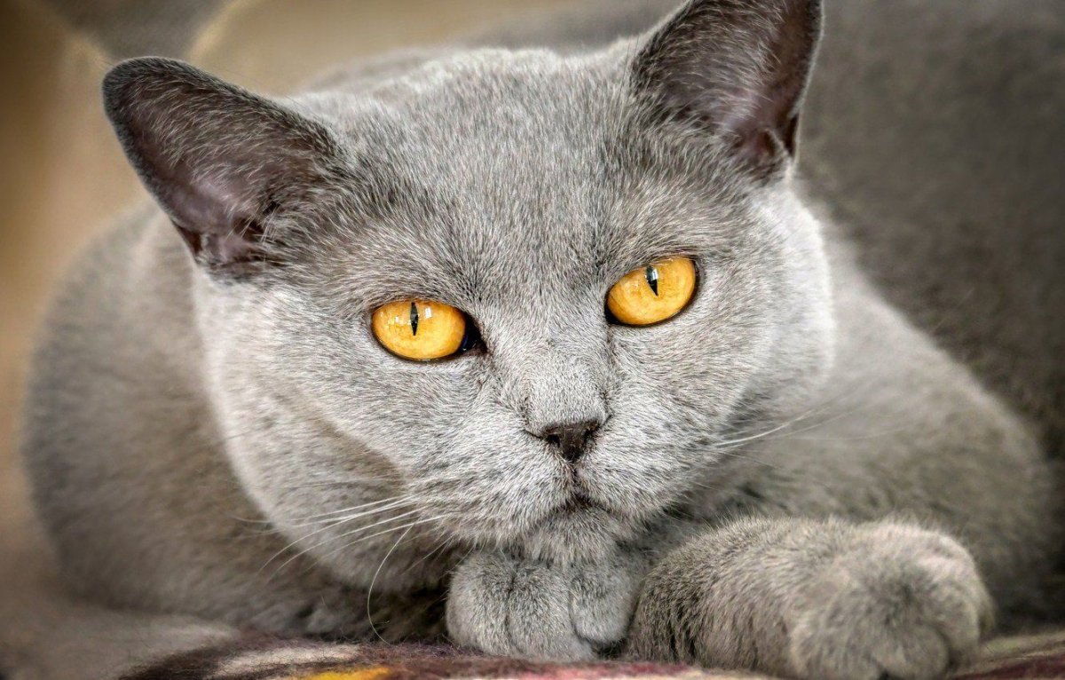 Картезианская кошка британец