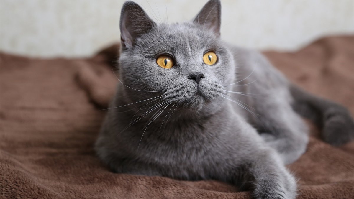 Британская кошка шартрез