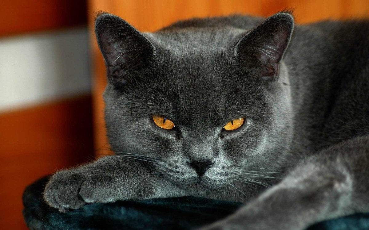 Британский короткошерстный кот серый